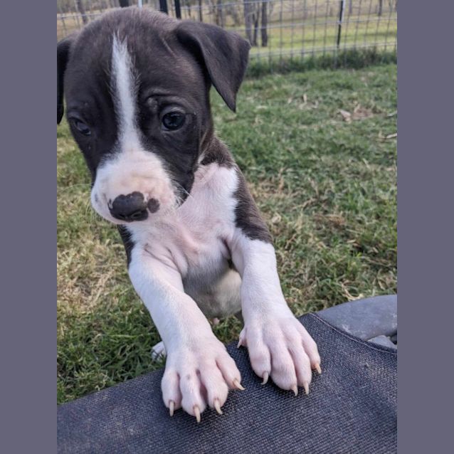 Photo of Bo