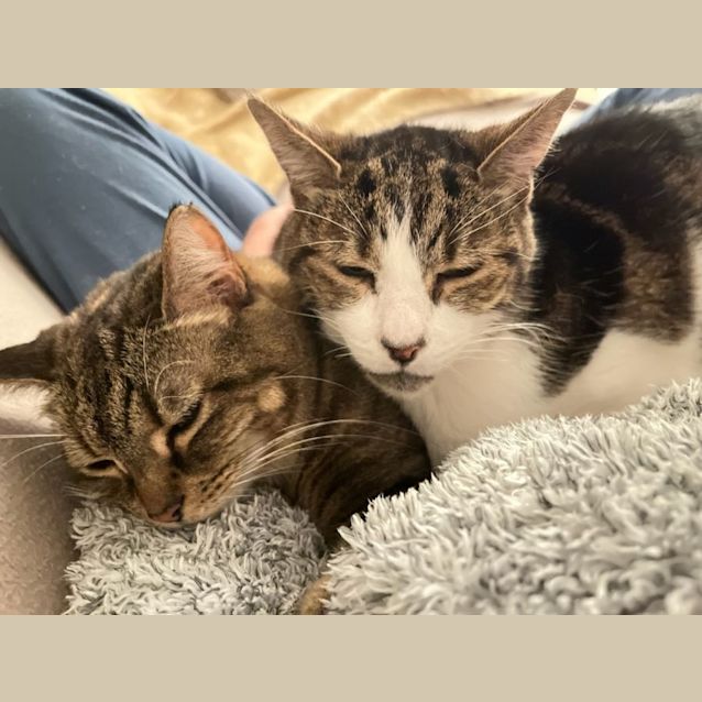 Photo of Milli And Chilli