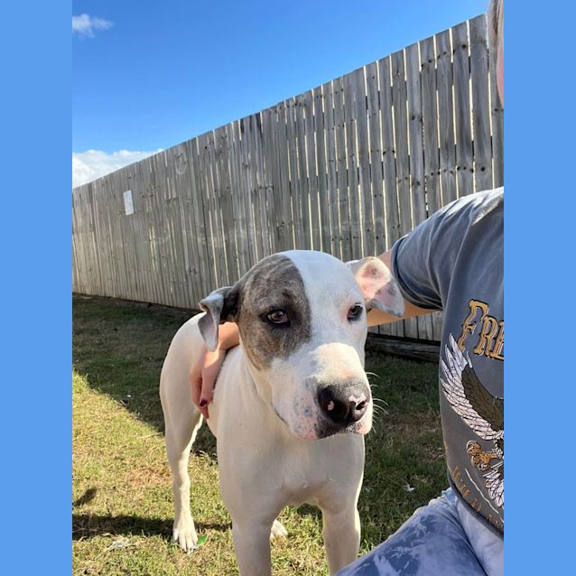 Pitbull cross bull arab new arrivals