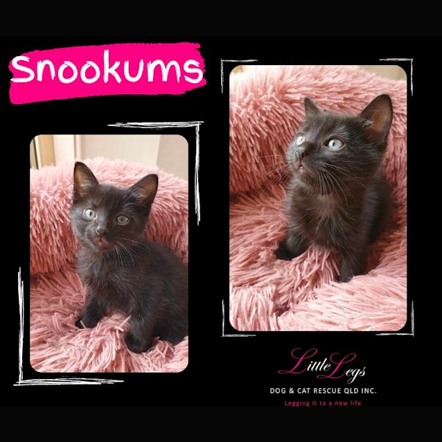 Photo of Snookums