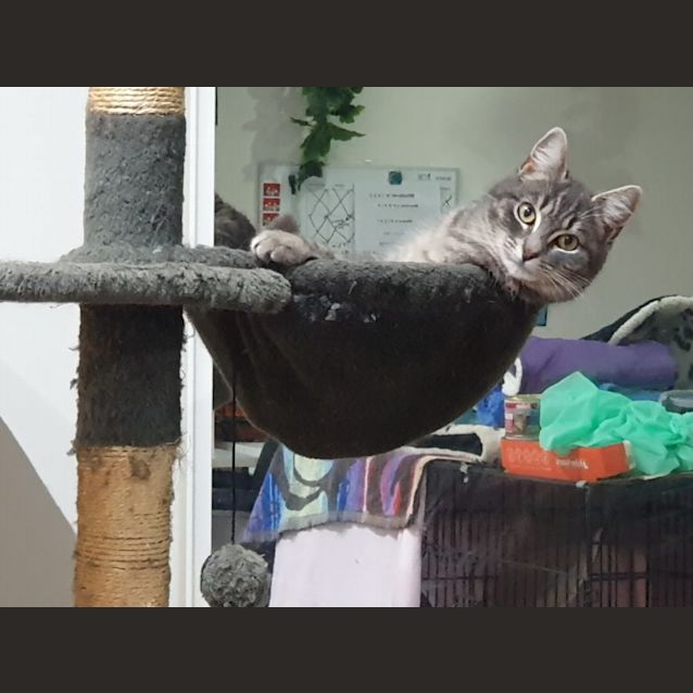 Photo of Sapphire