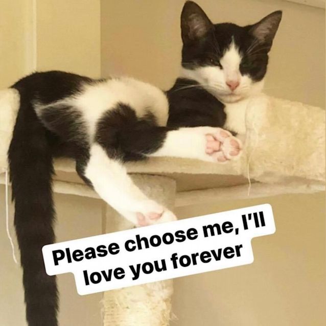 Photo of Mr Mischief  