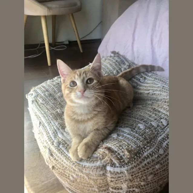 Photo of Ed **2nd Chance Cat Rescue**