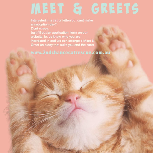 Photo of Harry **2nd Chance Cat Rescue**