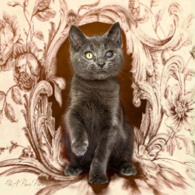 Photo of Humphrey + Barney