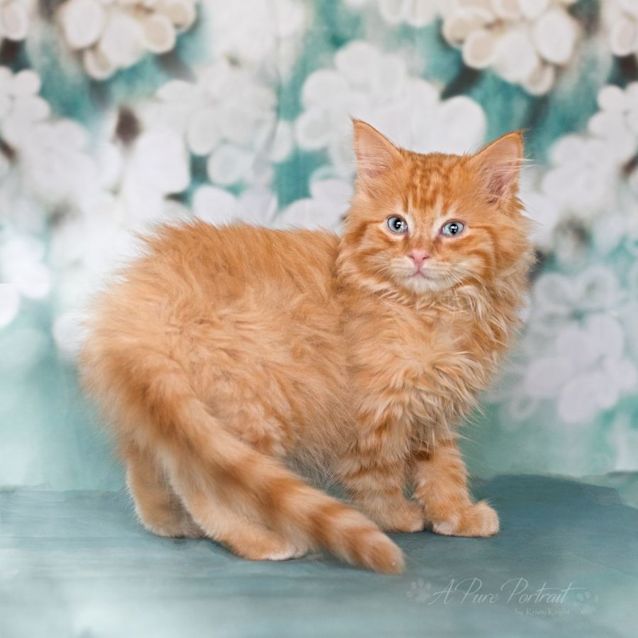 Photo of Humphrey + Barney