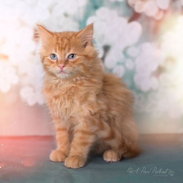 Photo of Humphrey + Barney