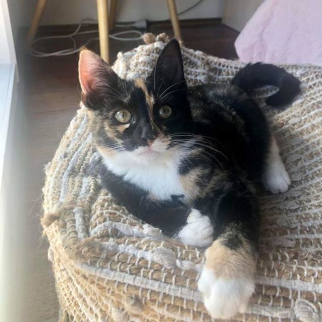 Photo of Meghan ** 2nd Chance Cat Rescue**