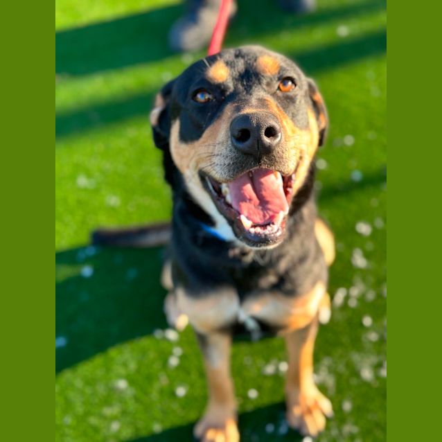 Photo of Chip Imp 580