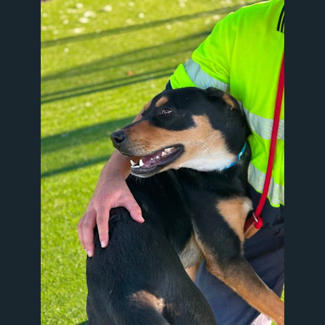 Photo of Chip Imp 580