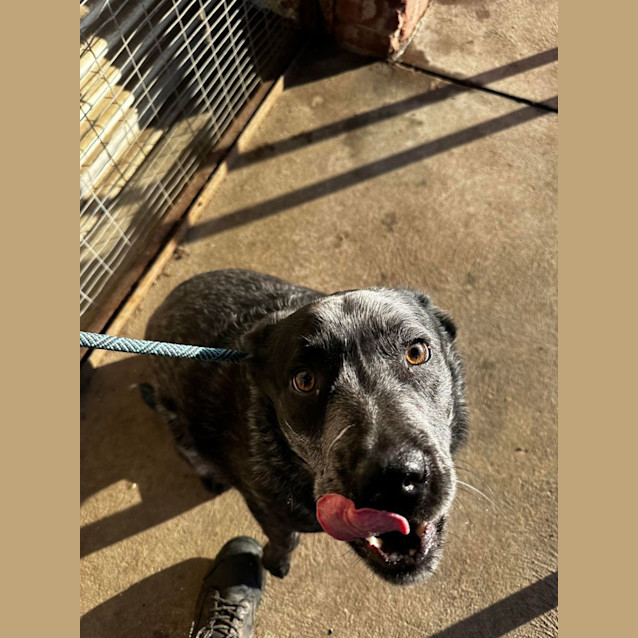 Photo of Dozer