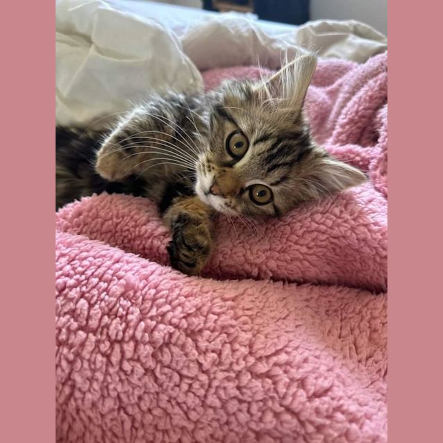 Photo of Frankie