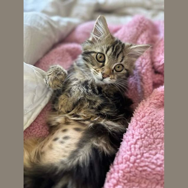 Photo of Frankie