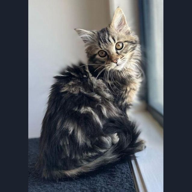 Photo of Frankie