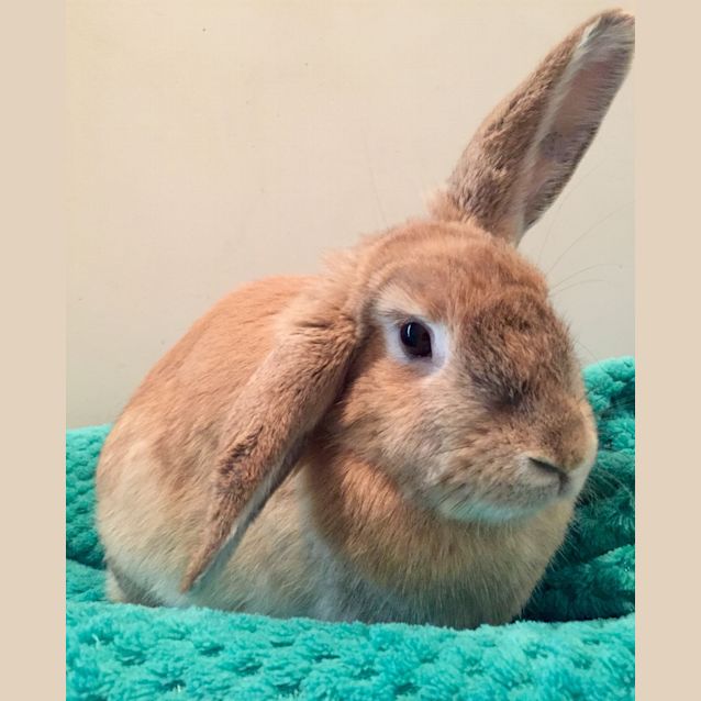 Photo of Cinnebun  See Her Video!