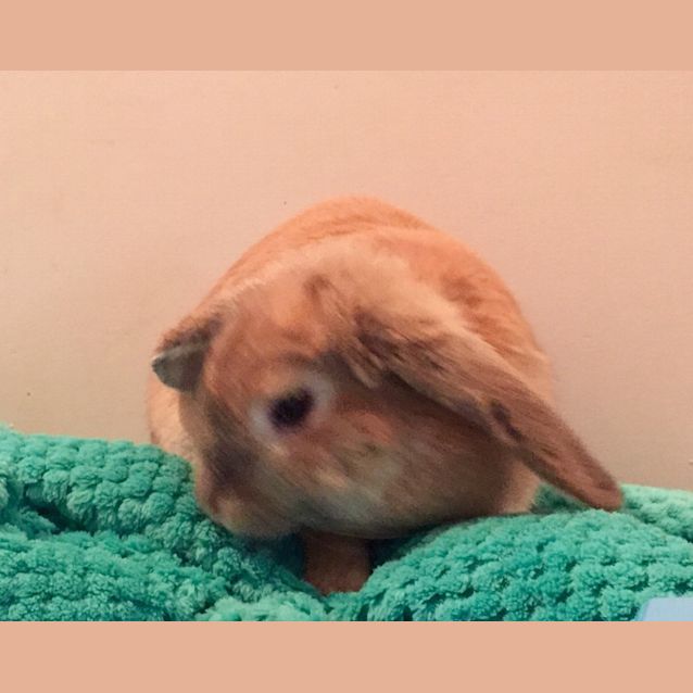 Photo of Cinnebun  See Her Video!