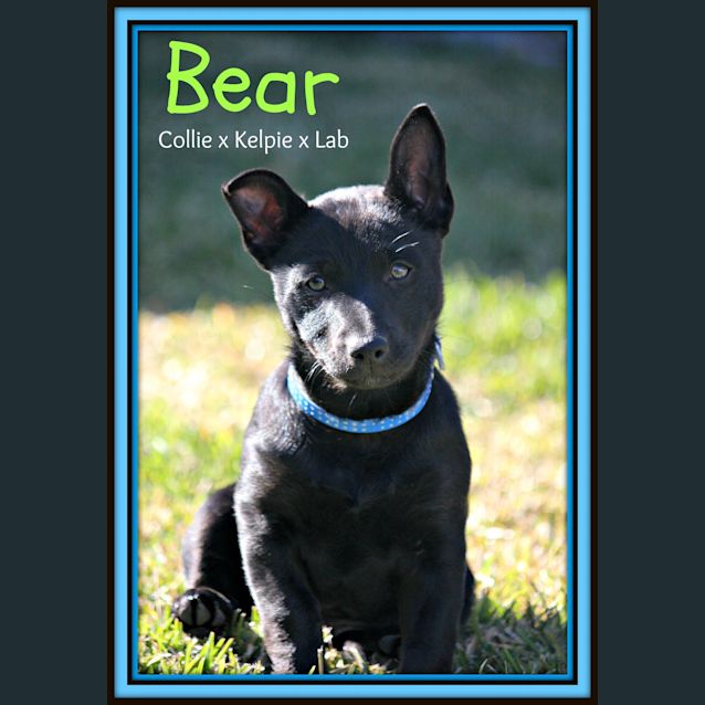 Photo of Bear ~ Collie X Kelpie X Lab Pup(on Trial 14/8/15)