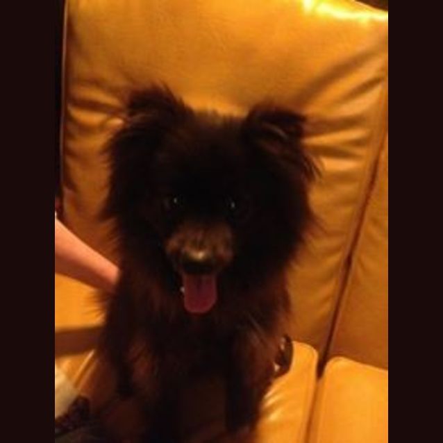 Photo of Pepper