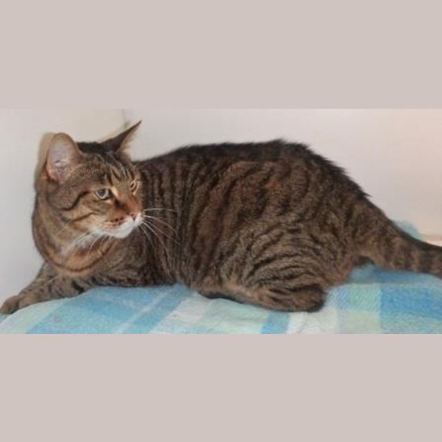 Photo of Tiger