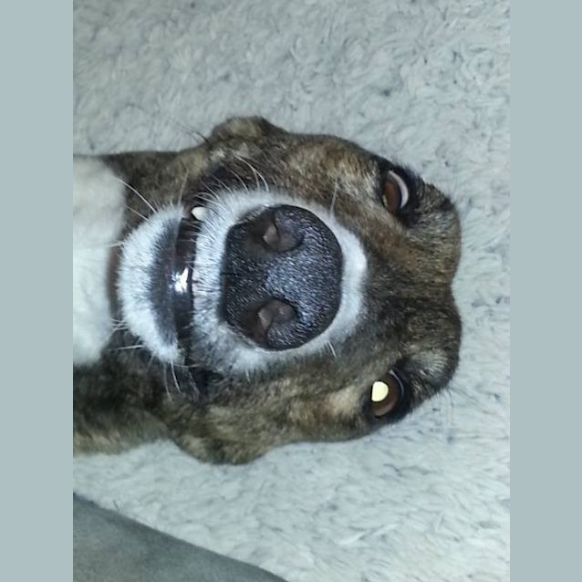 Photo of Freya