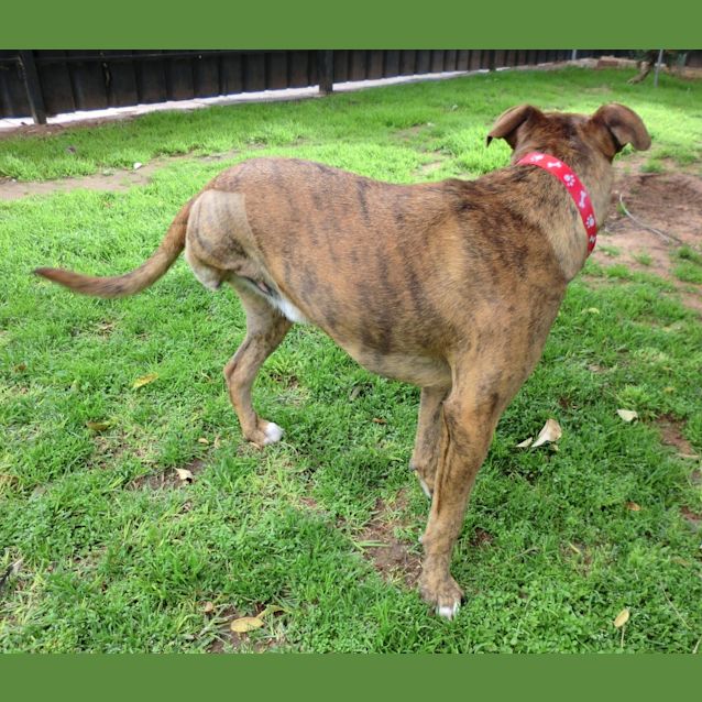 Photo of Gatsby   3 Legs! *On Trial In His New Home*