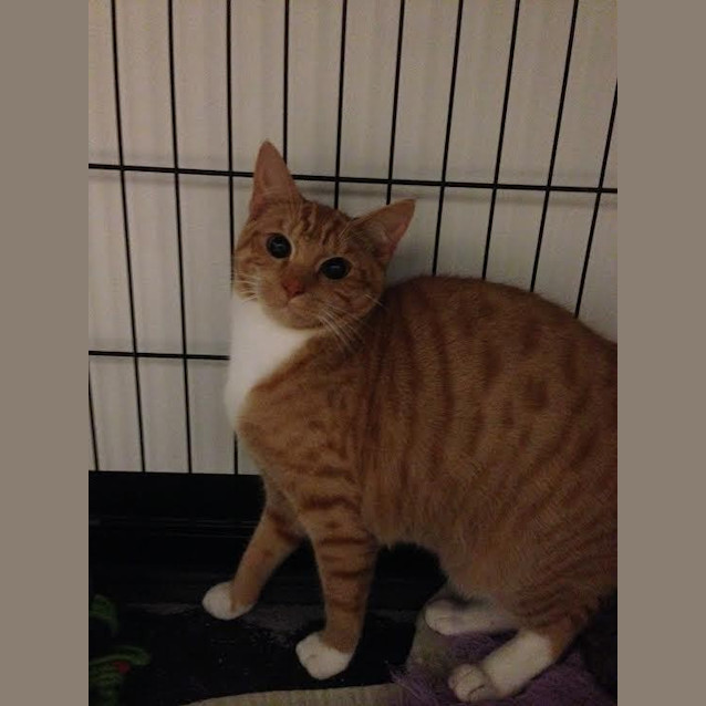 Photo of Milo