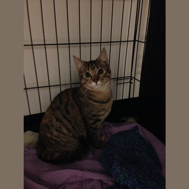 Photo of Willow