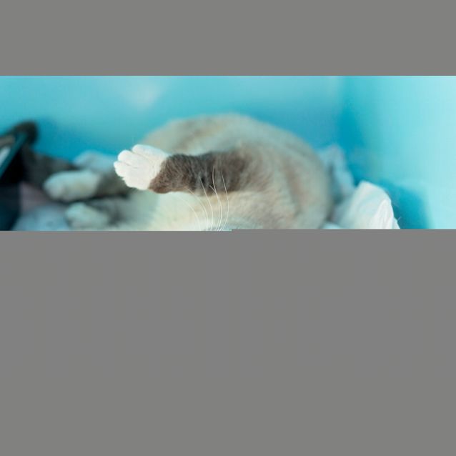 Photo of Bosley
