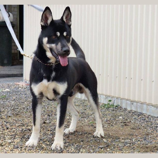 Photo of Diesel