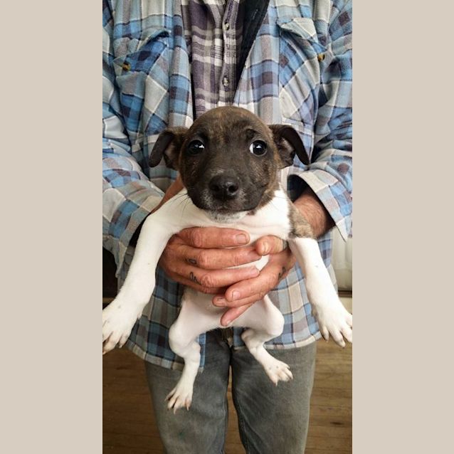 Photo of Duey