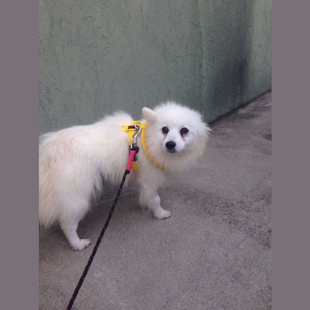 Photo of Layla