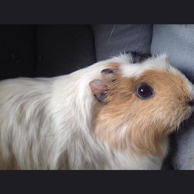 Photo of Delilah