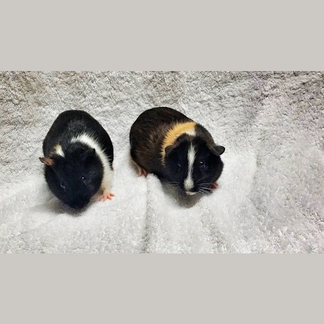 Photo of Pop Tart And Sarsaparilla