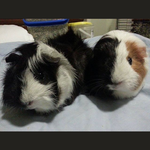 Photo of Hollybelle And Bali