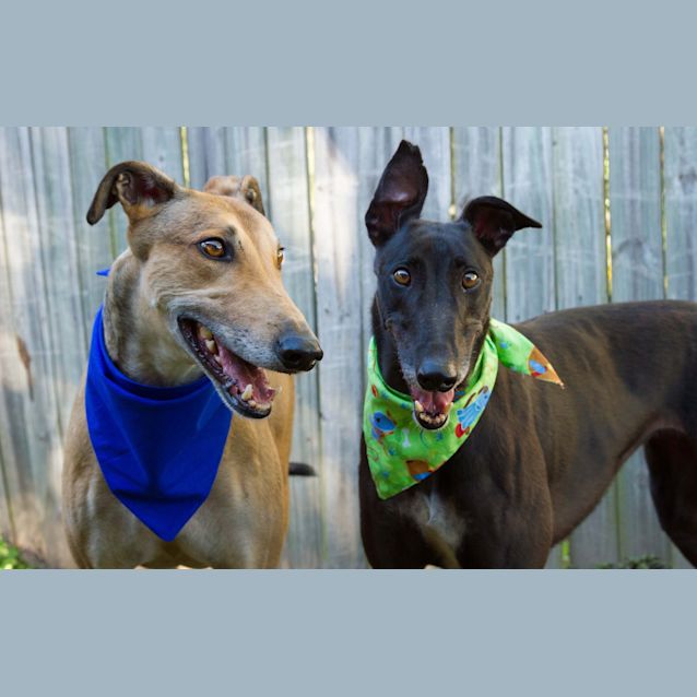 Photo of “Polly And Rupert”, A Love Story. Bris/Gold Coast