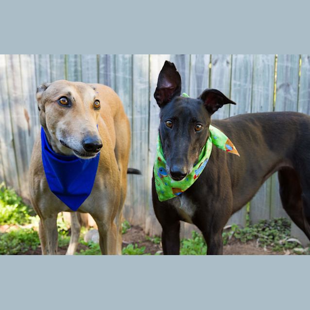 Photo of “Polly And Rupert”, A Love Story. Bris/Gold Coast