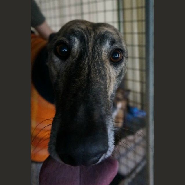 Photo of Huckleberry