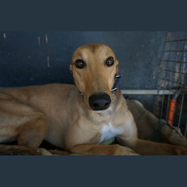 Photo of Seamus