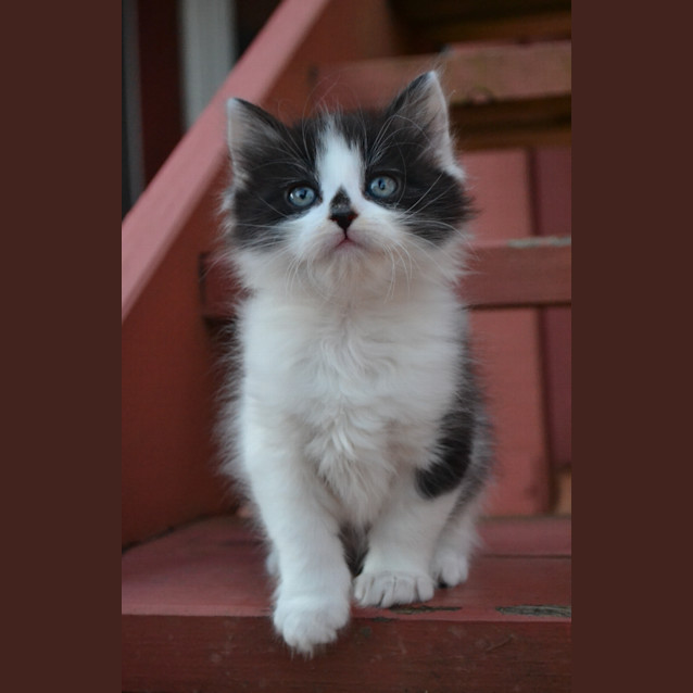 Photo of Neil Diamond