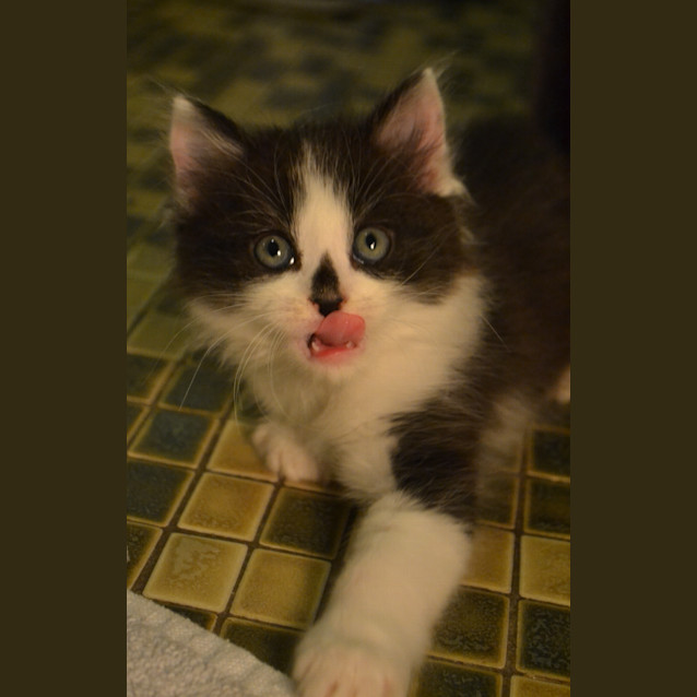 Photo of Neil Diamond