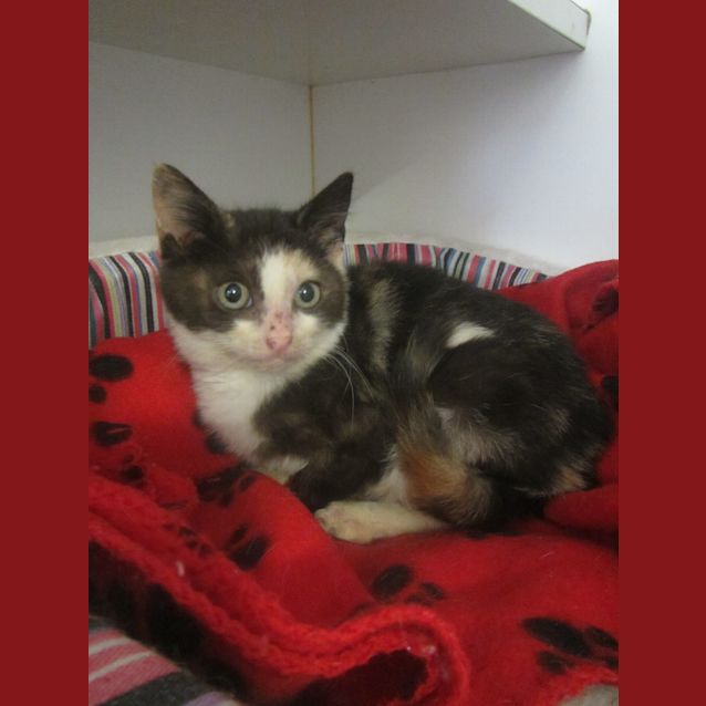 Photo of Miss Franks