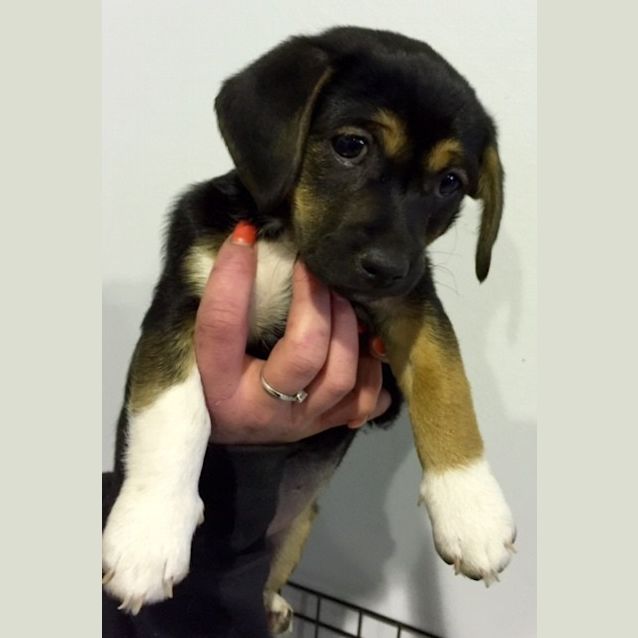 Photo of Sonny @ Squawks Pet Store