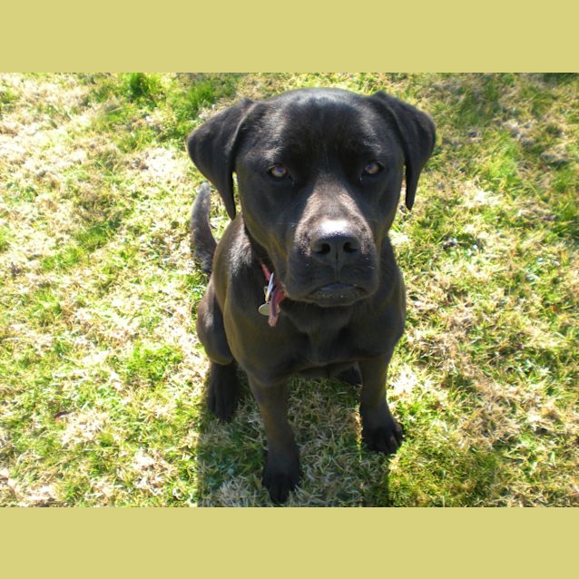 Photo of Jedda ~ Labrador, 1yo