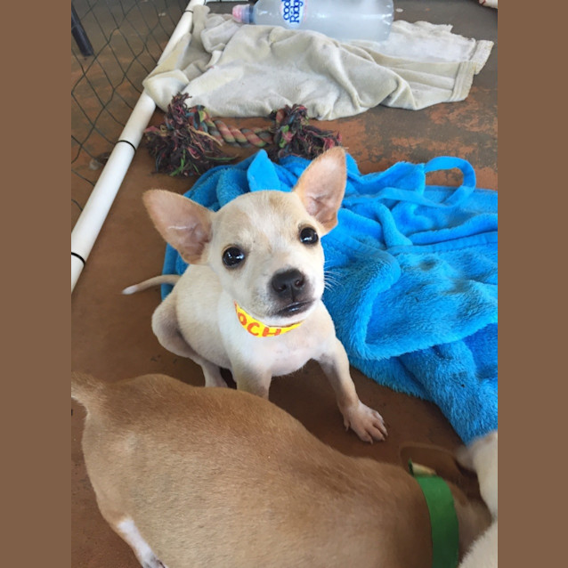 Photo of Mocha (Bed44362) 