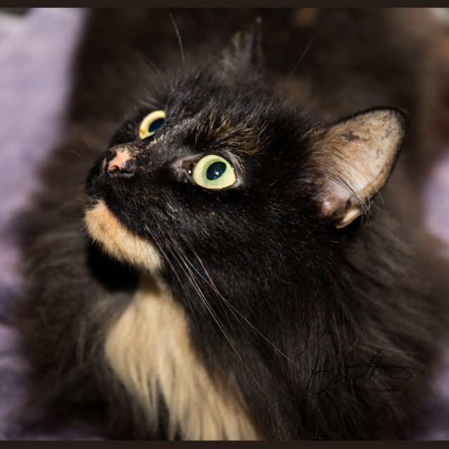 Photo of Lacey