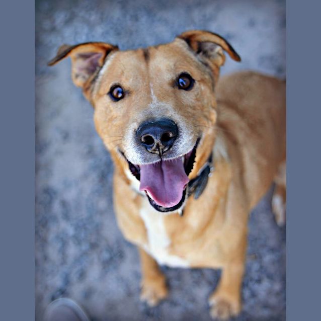 Photo of Wilbur (Adoption Pending)