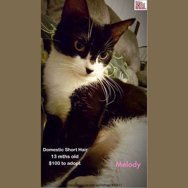 Photo of Melody