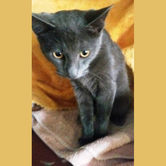 Photo of Misty