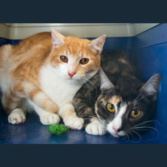 Photo of Chester   N.O.W $80 To Adopt!!