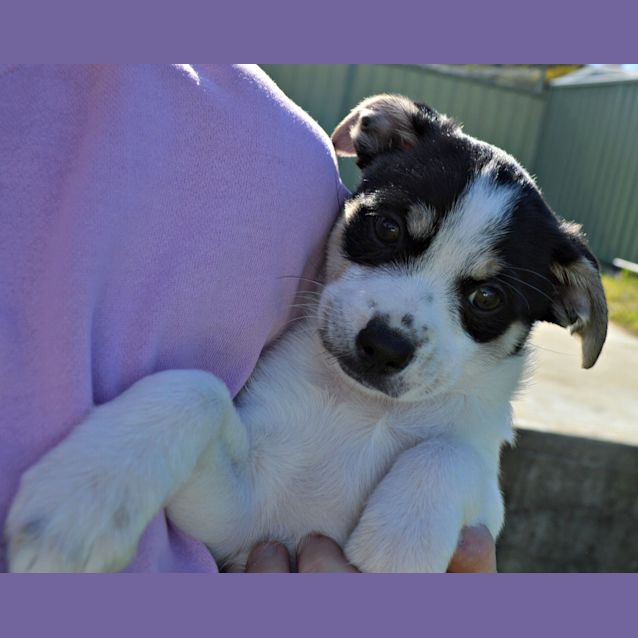 Photo of Chevron ~ Maltese/Fox (On Trial 22/8/15)